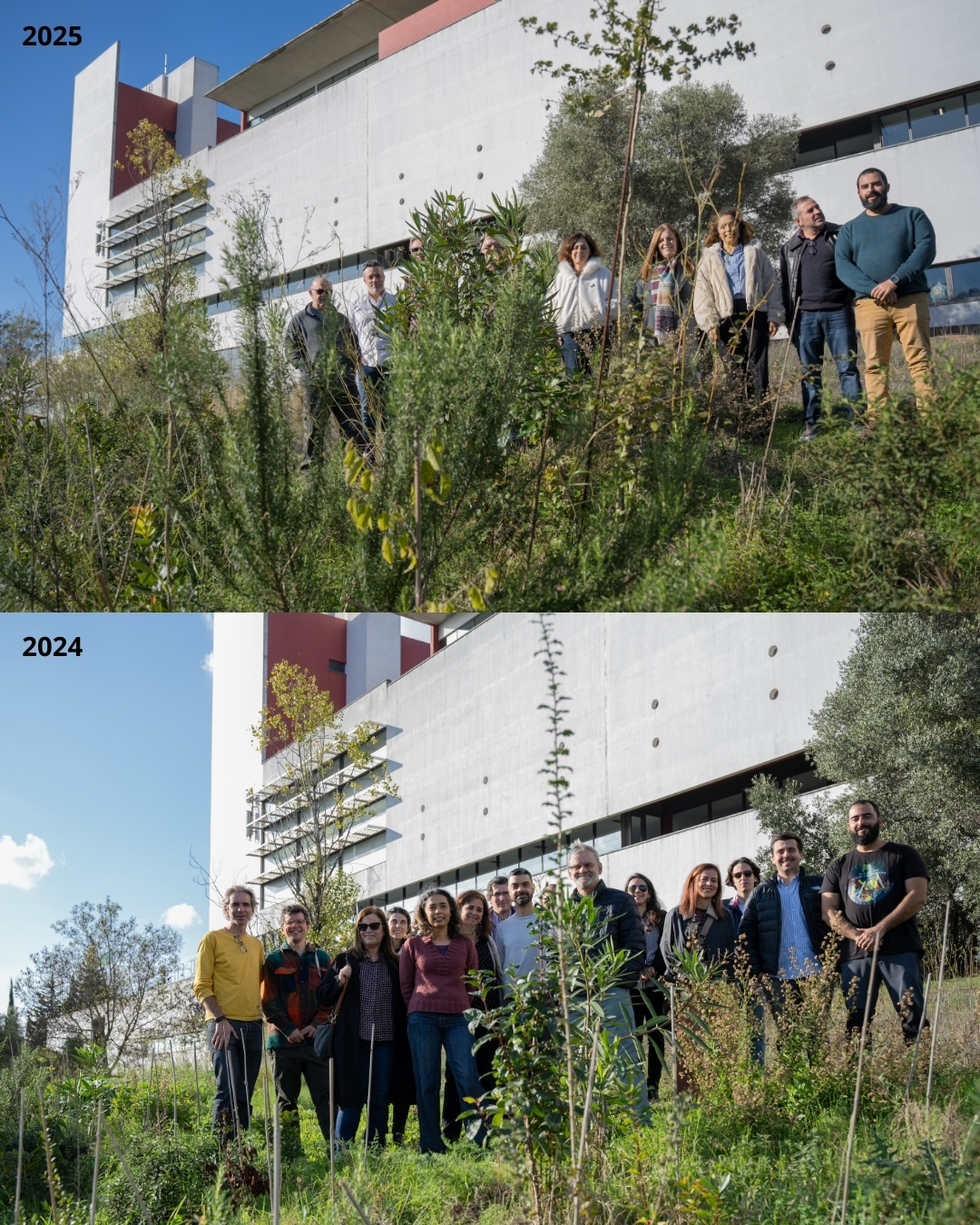 Comparação da plantação 2024 vs 2025
